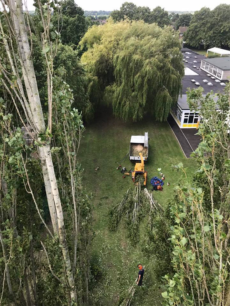 herts tree surgeons